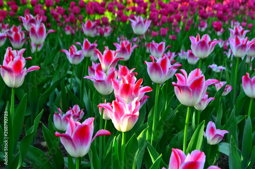 Beautiful Wallpaper With Tulips In The Garden Park