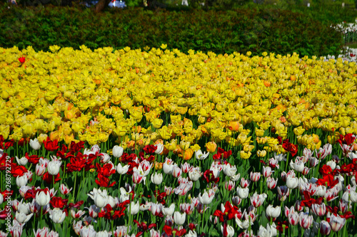 Beautiful Wallpaper With Tulips In The Garden Park