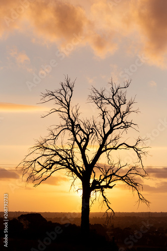 Fototapeta Naklejka Na Ścianę i Meble -  Dead tree silhouetted tree with sun setting directly behind in the distance.