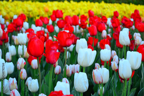 Beautiful Wallpaper With Tulips In The Garden Park
