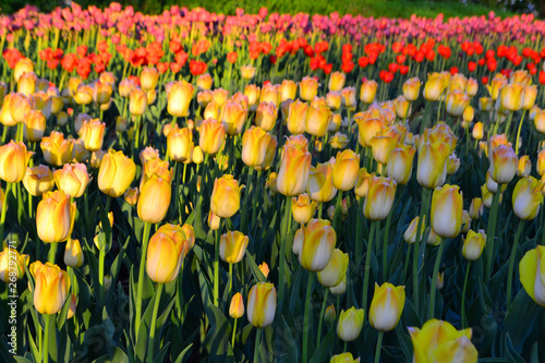 Beautiful Wallpaper With Tulips In The Garden Park