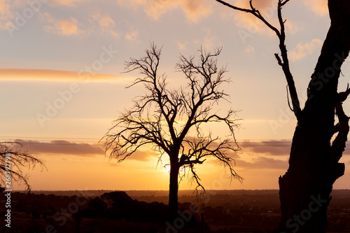 Dead tree silhouetted sunset going down on perfect afternoon.