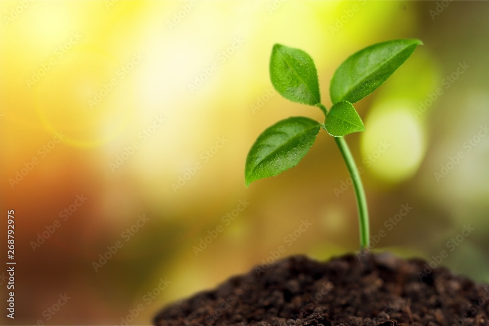 Naklejka premium Grow.