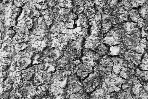 black and white tree bark texture background