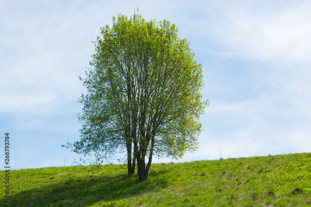 Fototapeta premium Spring tree under the sun