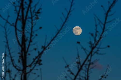 Night landscape with full white moon on dark blue sky. Black silhouettes of trees around.