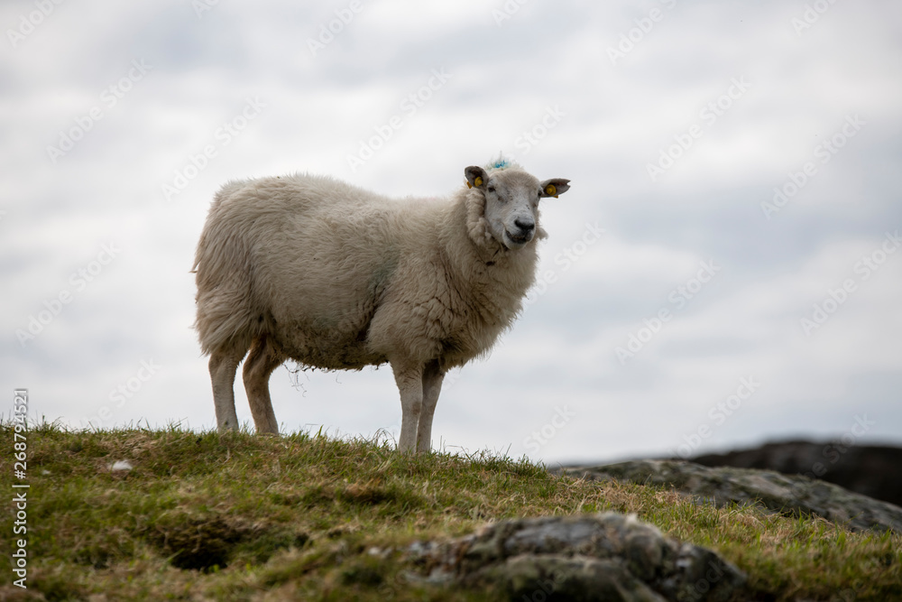 the most beautiful island in Ireland : INISHBOFIN the most beautiful island in Ireland : INISHBOFIN