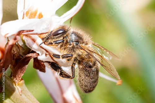Macro photo of a bee on a white flower