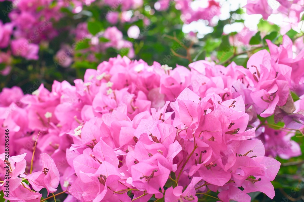 Pink bougaville flowers with green leaves. 