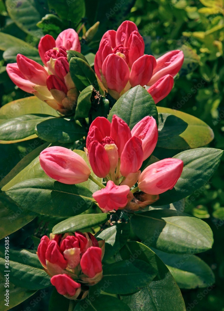 pink flowers and buds of rhododendron bush close up