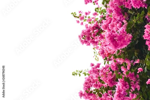 Pink bougaville flowers with green leaves.  photo