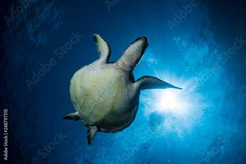Turtle With Sunburst 