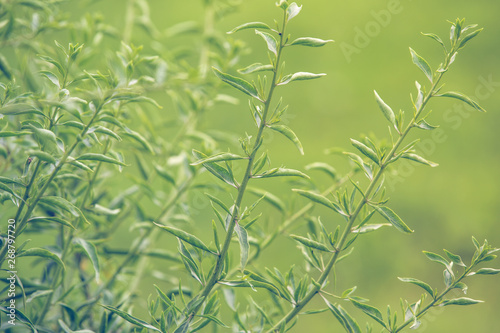 Fototapeta Naklejka Na Ścianę i Meble -  Green goji bush. Goji leaves on branch