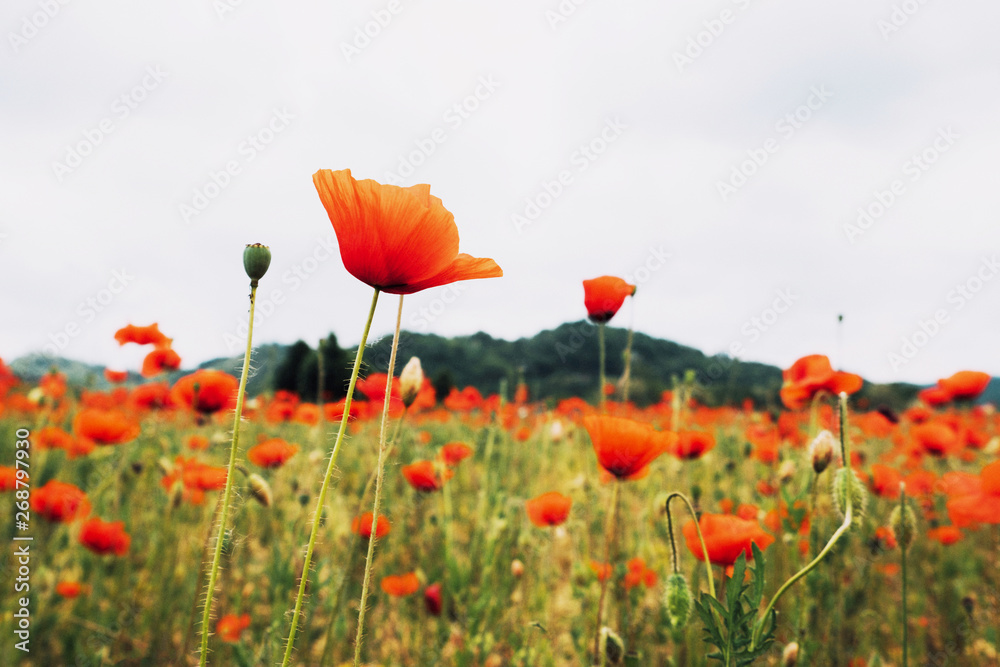 Obraz premium Close up of blooming red poppy flower. Summer meadow with wildflowers in bloom. Rustic landscape