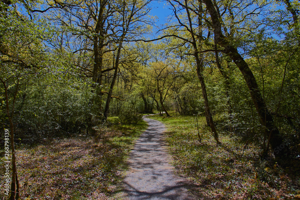Orgi Forest in Ulzama. Near the town of Lizaso to be able to walk in the nature between centennial oaks Orgi Forest in Ulzama. Near the town of Lizaso to be able to walk in the nature between centennial oaks