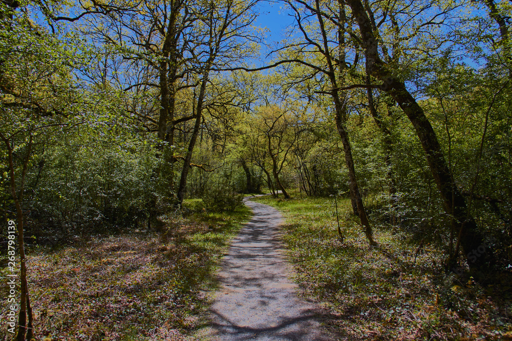 Orgi Forest in Ulzama. Near the town of Lizaso to be able to walk in the nature between centennial oaks