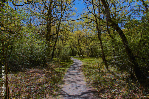 Orgi Forest in Ulzama. Near the town of Lizaso to be able to walk in the nature between centennial oaks