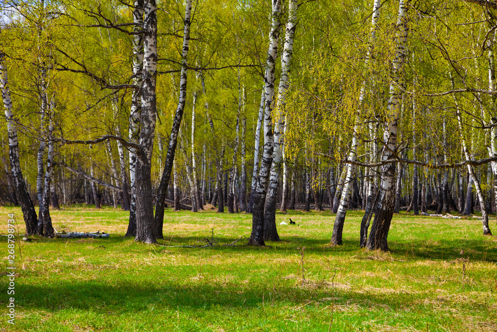Birch grove. Forest on a sunny day.
