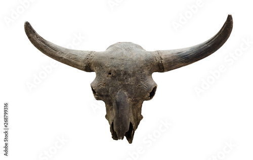 skull of an extinct bison isolated on white background