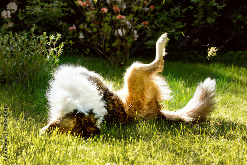 Obraz premium Border Collie