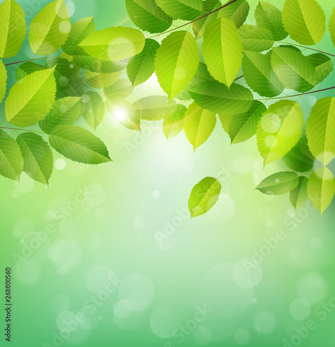 Spring nature banner with green leaves.