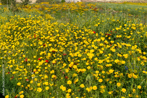 Colorful Spring Meadow, Sicilian Landscape, Mazzarino, Caltanissetta, Italy, Europe