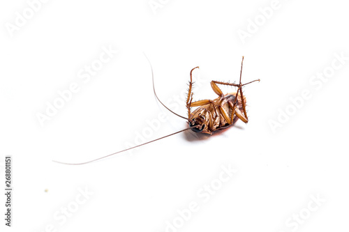 Cockroachs on a white background © jakkrid