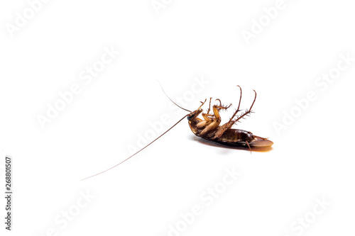 Cockroachs on a white background © jakkrid