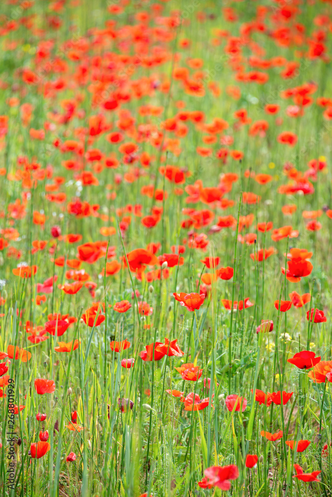 Poppies in a field, summer background