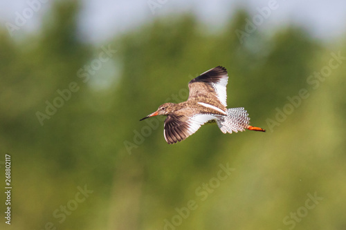 common redshank bird tringa totanus in flight