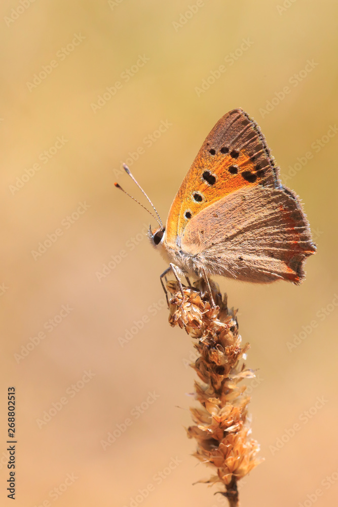 Fototapeta premium Small or common copper butterfly lycaena phlaeas closeup