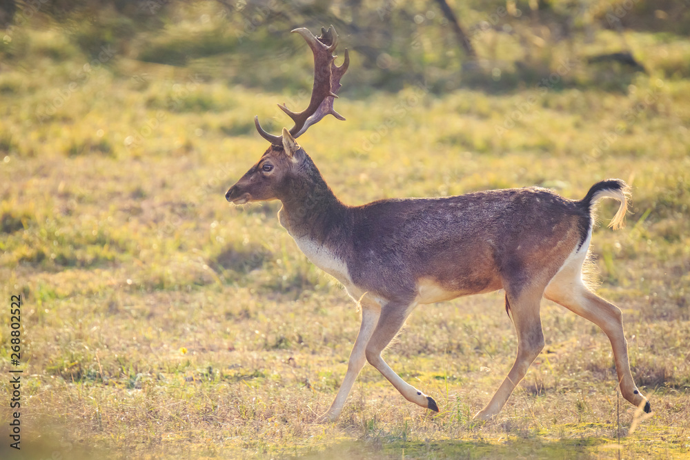 Naklejka premium Fallow deer Dama Dama stag in Autumn