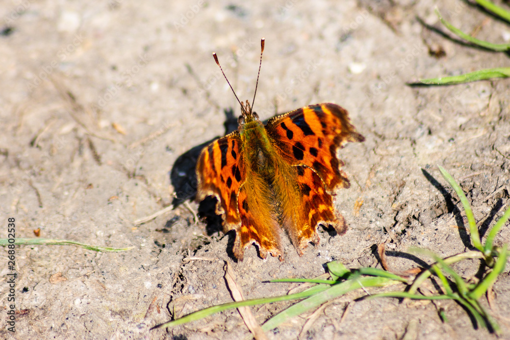 A Comma butterfly (Polygonia c-album) resting on a patch of dried ground A Comma butterfly (Polygonia c-album) resting on a patch of dried ground