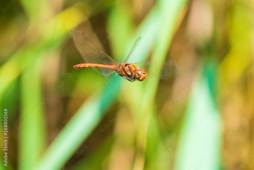 Common Darter (Sympetrum striolatum) dragonfly flying Common Darter (Sympetrum striolatum) dragonfly flying