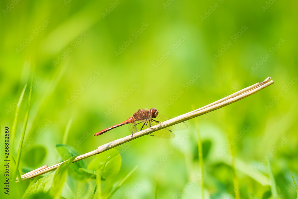 Red male Common Darter (Sympetrum striolatum) resting in a green meadow Red male Common Darter (Sympetrum striolatum) resting in a green meadow