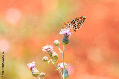 knapweed fritillary, Melitaea phoebe, butterfly resting and pollinating