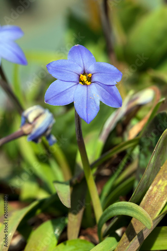 Foto Ipheion 'Jessie'  a spring blue perennial flower plant commomly known as starflo