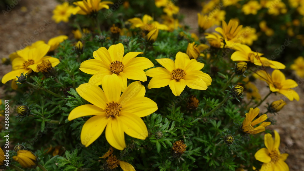 Fototapeta premium Beautiful flowers in the garden