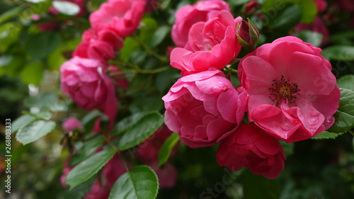 Beautiful flowers in the garden