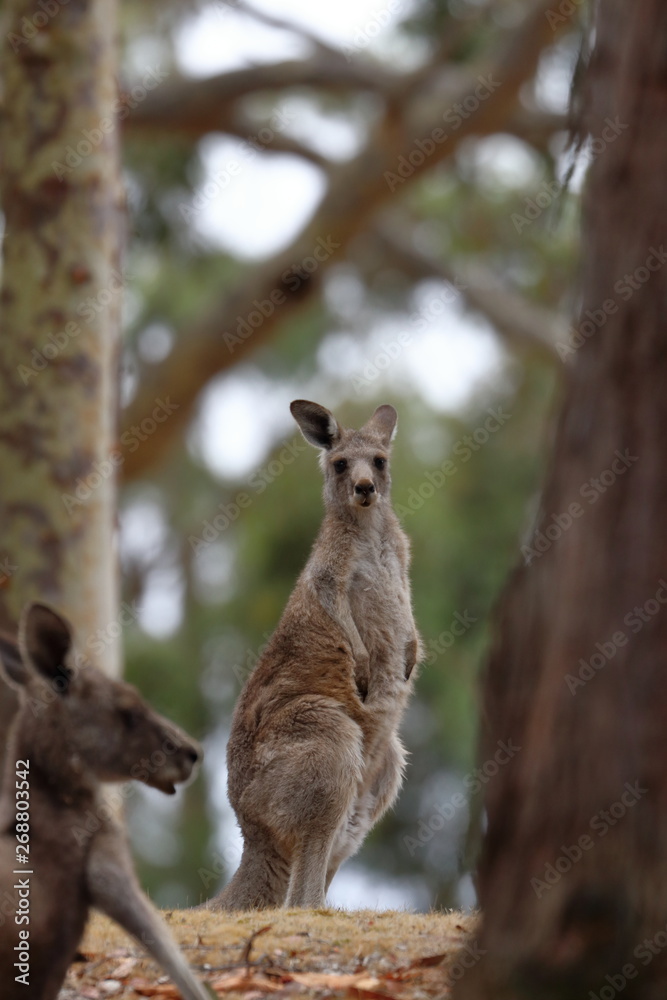 kangaroo kangaroo