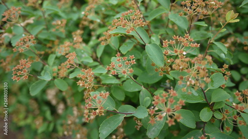 Fresh plants in the garden