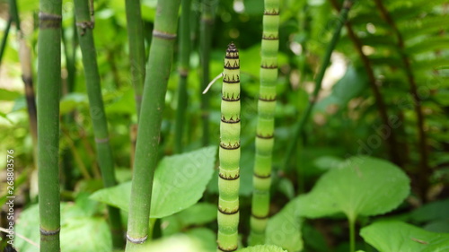 Fresh plants in the garden