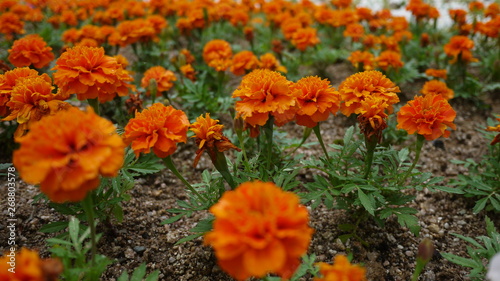 Beautiful flowers in the garden