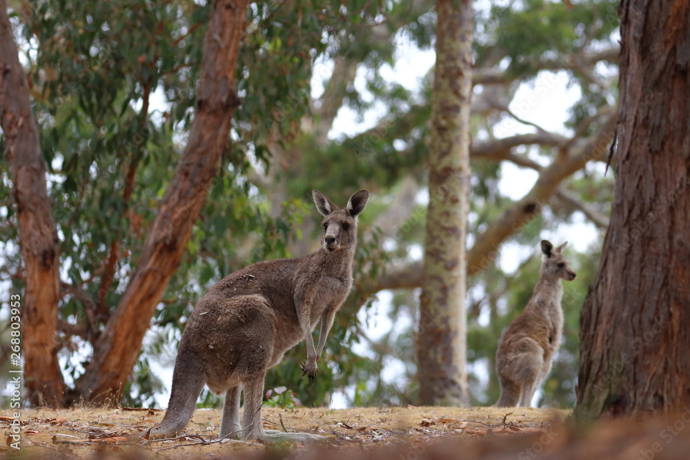 kangaroo kangaroo