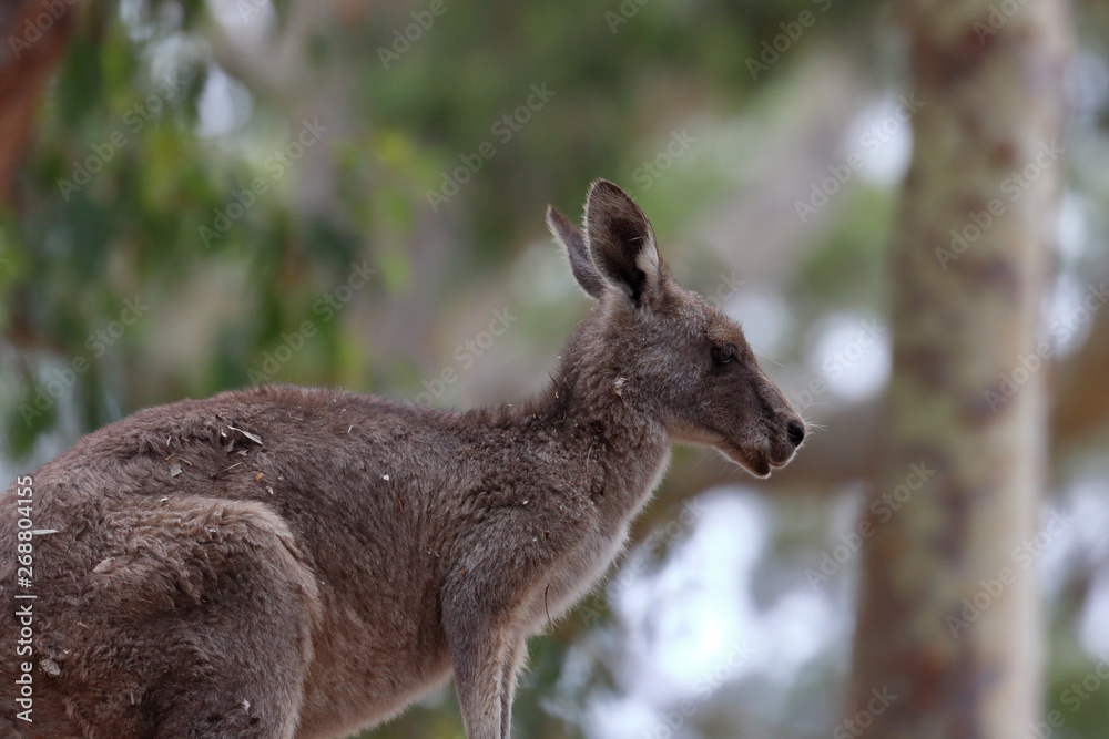 Fototapeta premium kangaroo