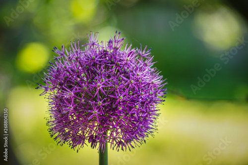 Head of onion giant flower. Grows near the house in the shade of apple trees