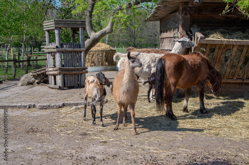 Horses, llamas and goats eat at the feeder, farm animals enjoying sunny springtime day in the coutry