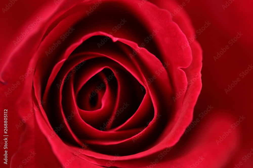 呼吸する赤い薔薇 呼吸する赤い薔薇
