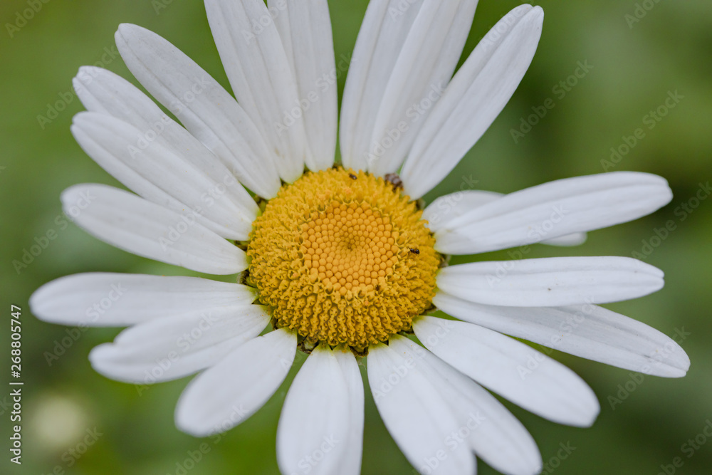 White daisy on a green background White daisy on a green background