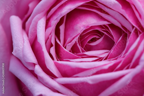 紫色の薔薇の小さな瞳